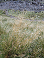Chionochloa rubra