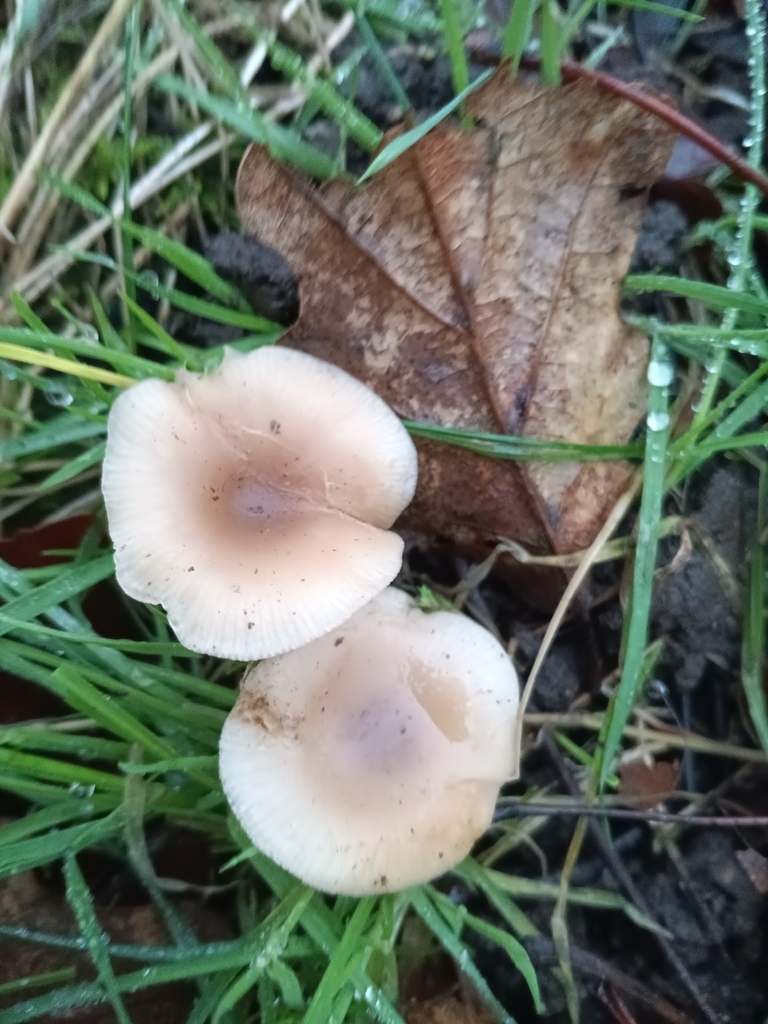Clitocybe fragrans · January 2026 · photo: © considerthelilies (iNaturalist, cc-by)