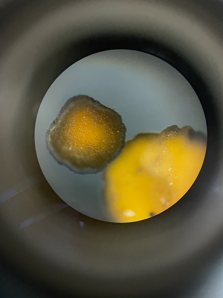 Bisporella fuscocincta
