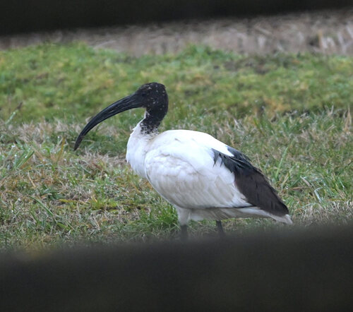 iNaturalist: (c) Simon Newell, some rights reserved (CC BY-NC), uploaded by Simon Newell iNaturalist image