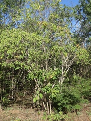 Croton sonorae