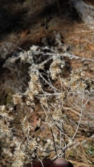 Pseudognaphalium thermale