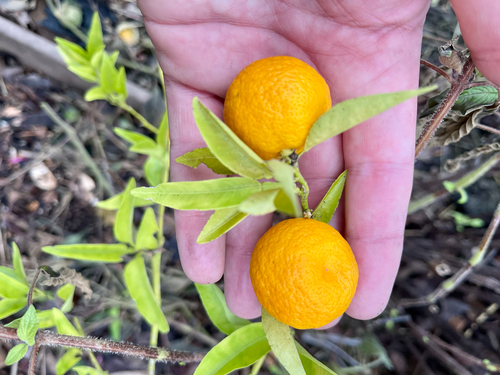 Citrus sudachi iNat (1)