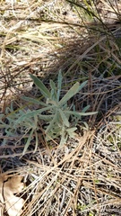 Pseudognaphalium thermale