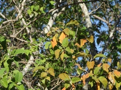 Croton sonorae