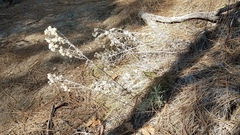 Pseudognaphalium thermale