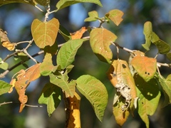 Croton sonorae