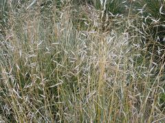 Chionochloa rubra