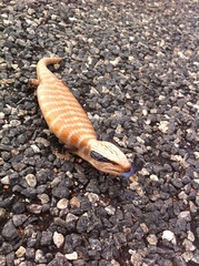 Tiliqua multifasciata