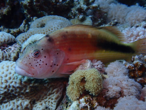 Paracirrhites forsteri