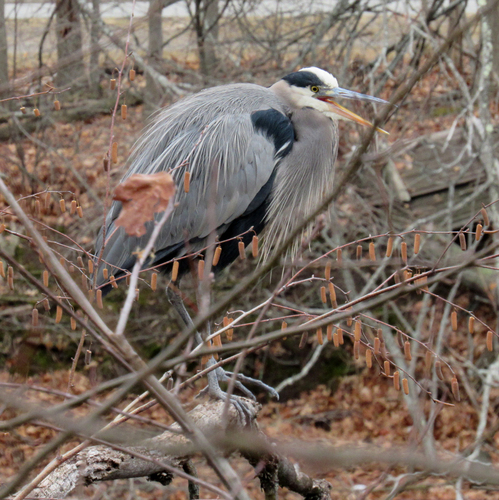 Great Blue Heron