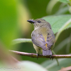 Dicaeum trigonostigma