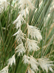 Chionochloa rubra