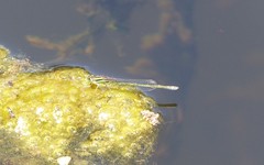 Ischnura aurora aurora