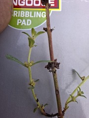 author not stated, no rights reserved Ammannia baccifera, photograph author not stated, no rights reserved
