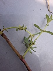 author not stated, no rights reserved Ammannia baccifera, photograph author not stated, no rights reserved