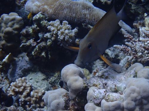 Ctenochaetus striatus