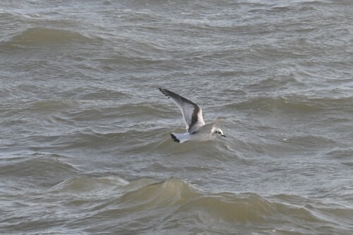 Little Gull (Hydrocoloeus minutus), photo 5