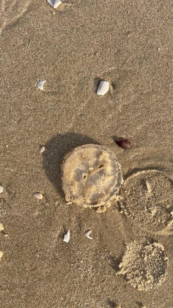 Rhacostoma atlanticum L.Agassiz, 1851