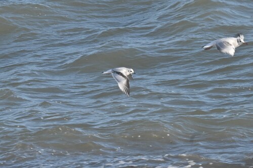 Little Gull (Hydrocoloeus minutus), photo 6