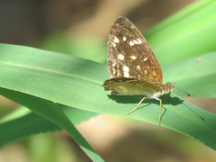Anthanassa atronia