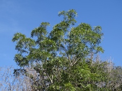 Thouinidium decandrum