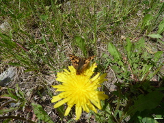 Carterocephalus skada