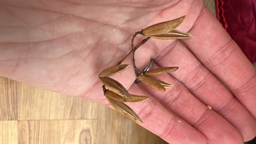 Syringa reticulata iNat (2)