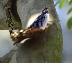 Myscelia ethusa ethusa