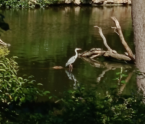 iNaturalist: (c) Natalya Andreyenkova, some rights reserved (CC BY-NC), uploaded by Natalya Andreyenkova iNaturalist image