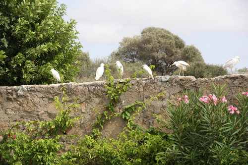 iNaturalist: (c) Jurriën, some rights reserved (CC BY-NC), uploaded by Jurriën iNaturalist image