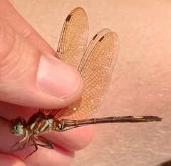 Brechmorhoga nubecula