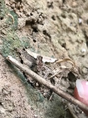 Liphistius bristowei