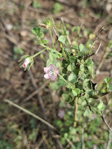 Ceylon Swamp Mallow (Pavonia zeylonica)
