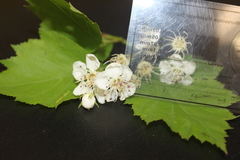 Crataegus schuettei