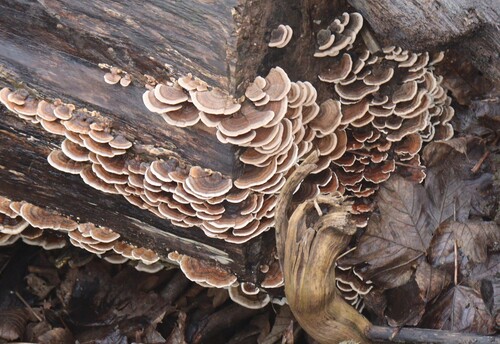 iNaturalist observation photo of turkey-tail