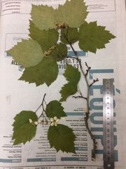 Crataegus schuettei