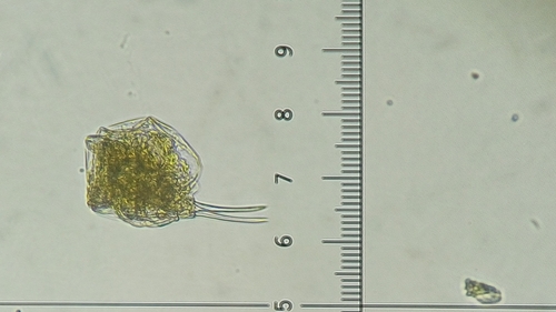 Cephalodella gibba