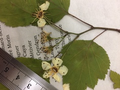 Crataegus schuettei