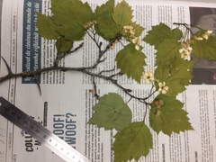 Crataegus schuettei