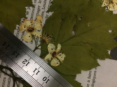 Crataegus schuettei