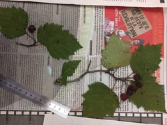 Crataegus schuettei