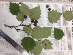 Crataegus schuettei