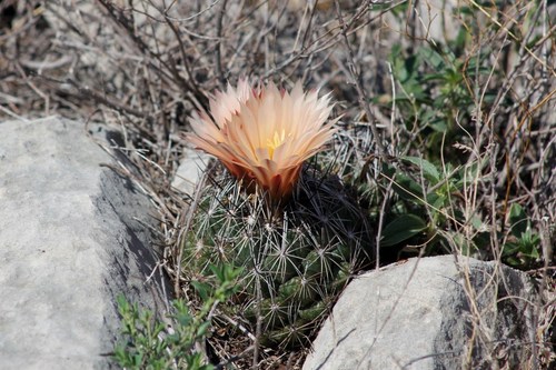 fishhook barrel cactus (West Lambert Lane Park Phenology Trail) ·  iNaturalist