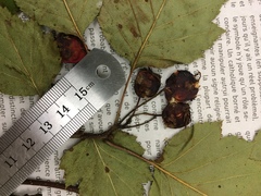 Crataegus schuettei