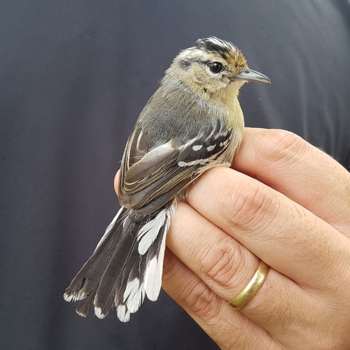 Black-capped Antwren (Herpsilochmus atricapillus)