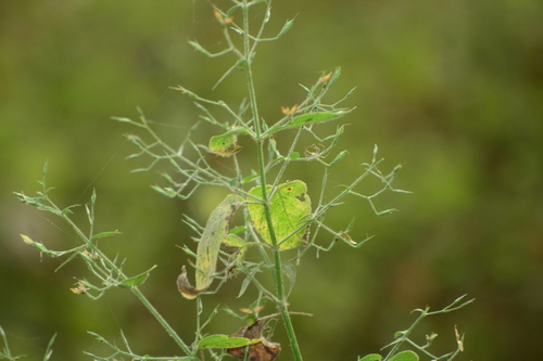Panicled Foldwing (Dicliptera paniculata)