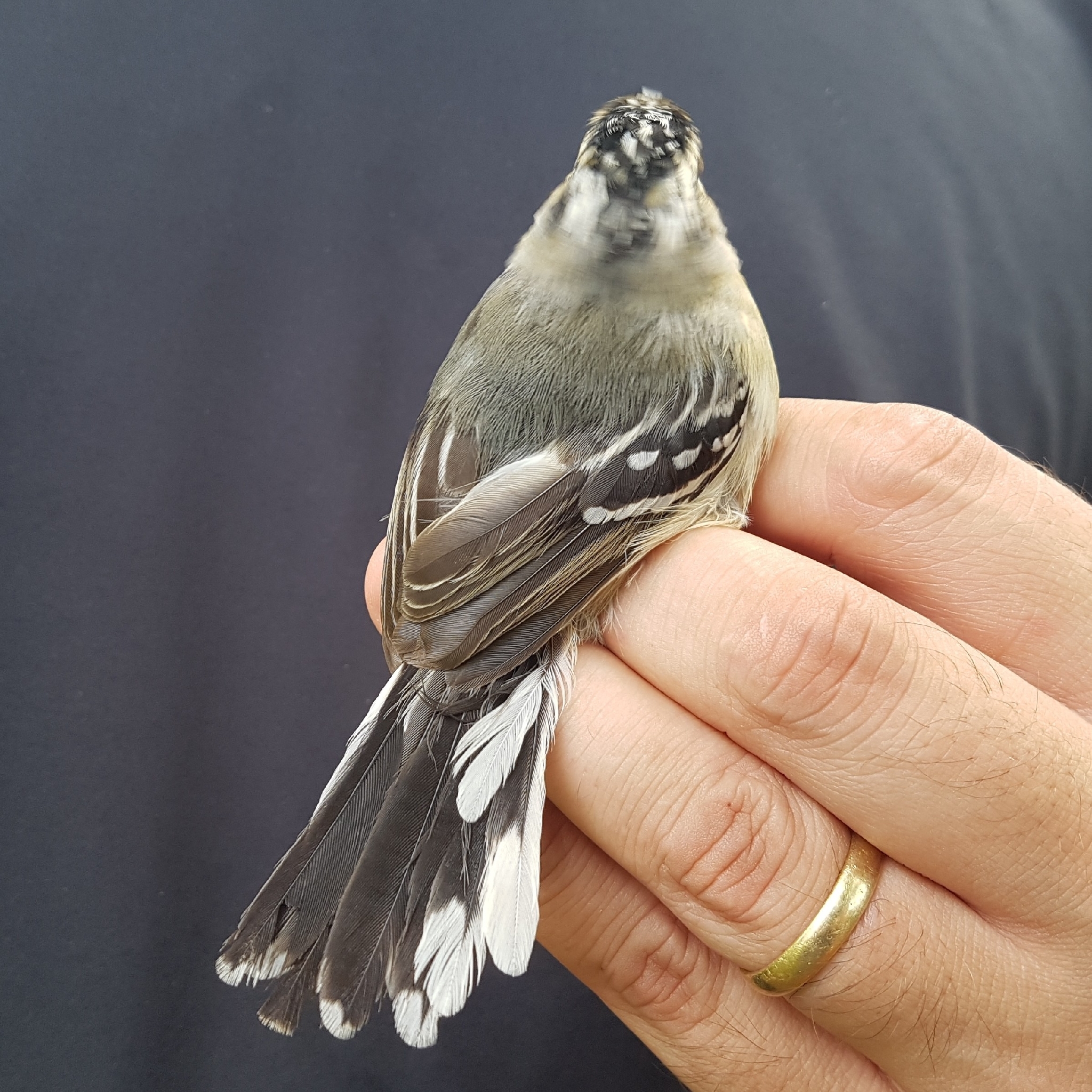 Black-capped Antwren (Herpsilochmus atricapillus), photo 2