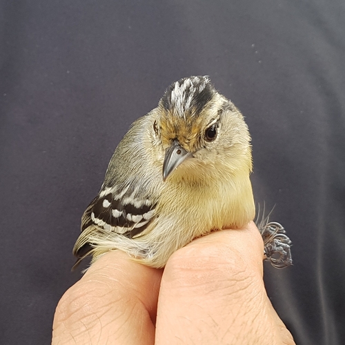 Black-capped Antwren (Herpsilochmus atricapillus), photo 8