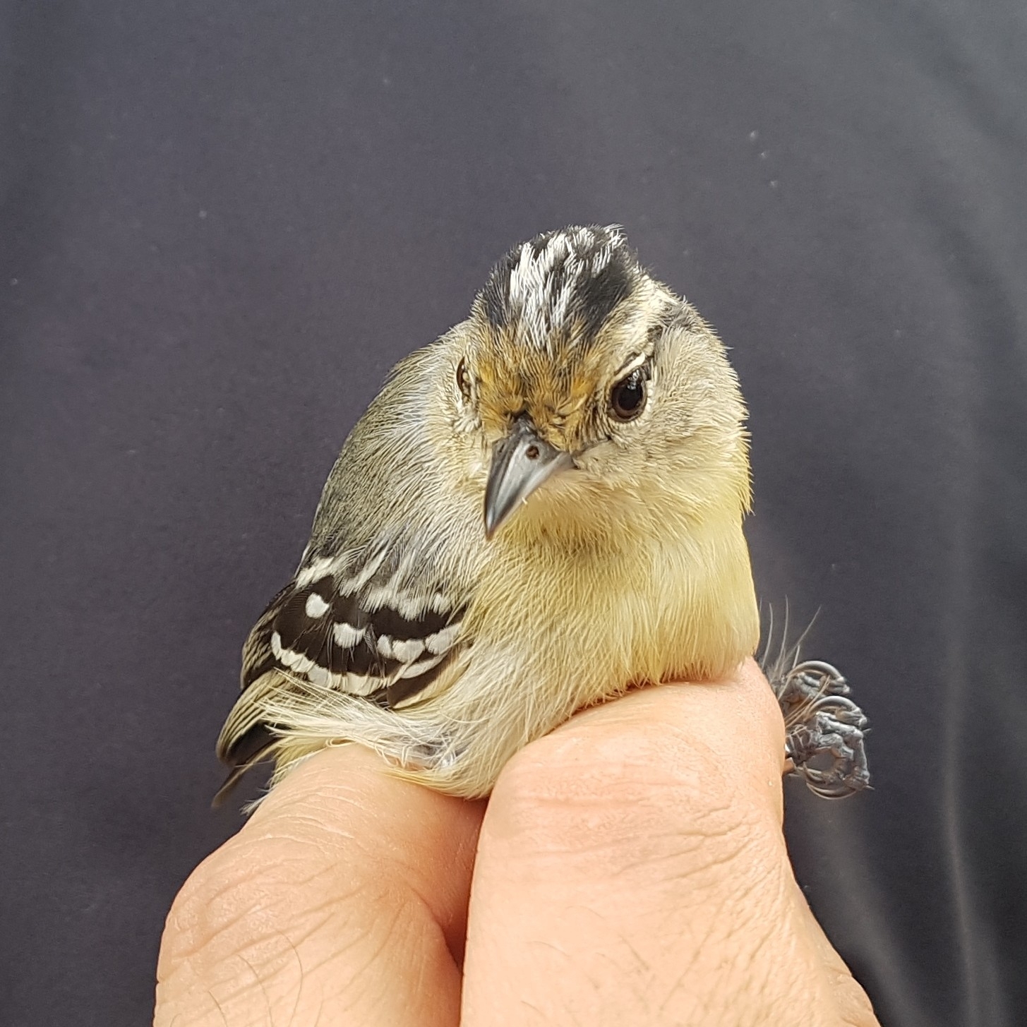 Black-capped Antwren (Herpsilochmus atricapillus), photo 3